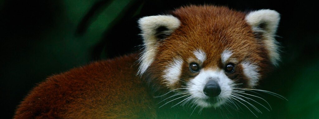 Red panda with its fluffy face 