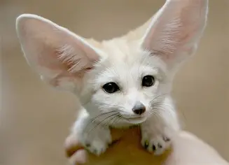 A Fennec Fox 