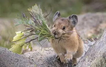 An American Pika 