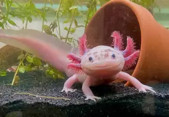 A Axolotl in the water 