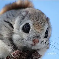 A Japanese Dwarf Flying Squirrel 
