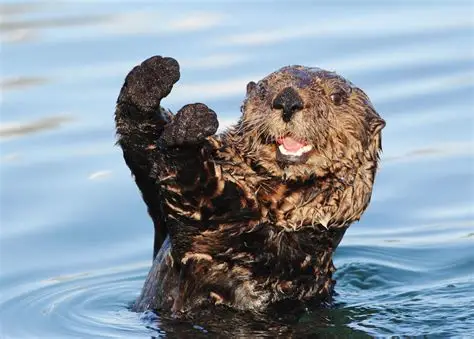 A Sea Otter is waving out of water 