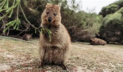 A Quokka standing on land surrounded by trees 