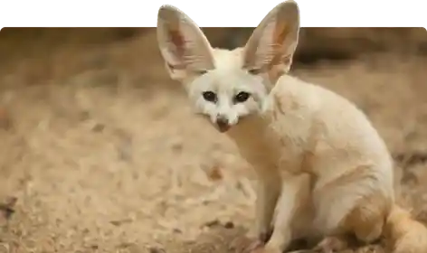 Cute Animals on Earth: Top 7 which will melt your heart.