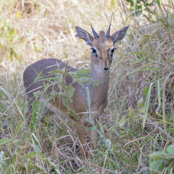 A Dik-Dik standing in a wild