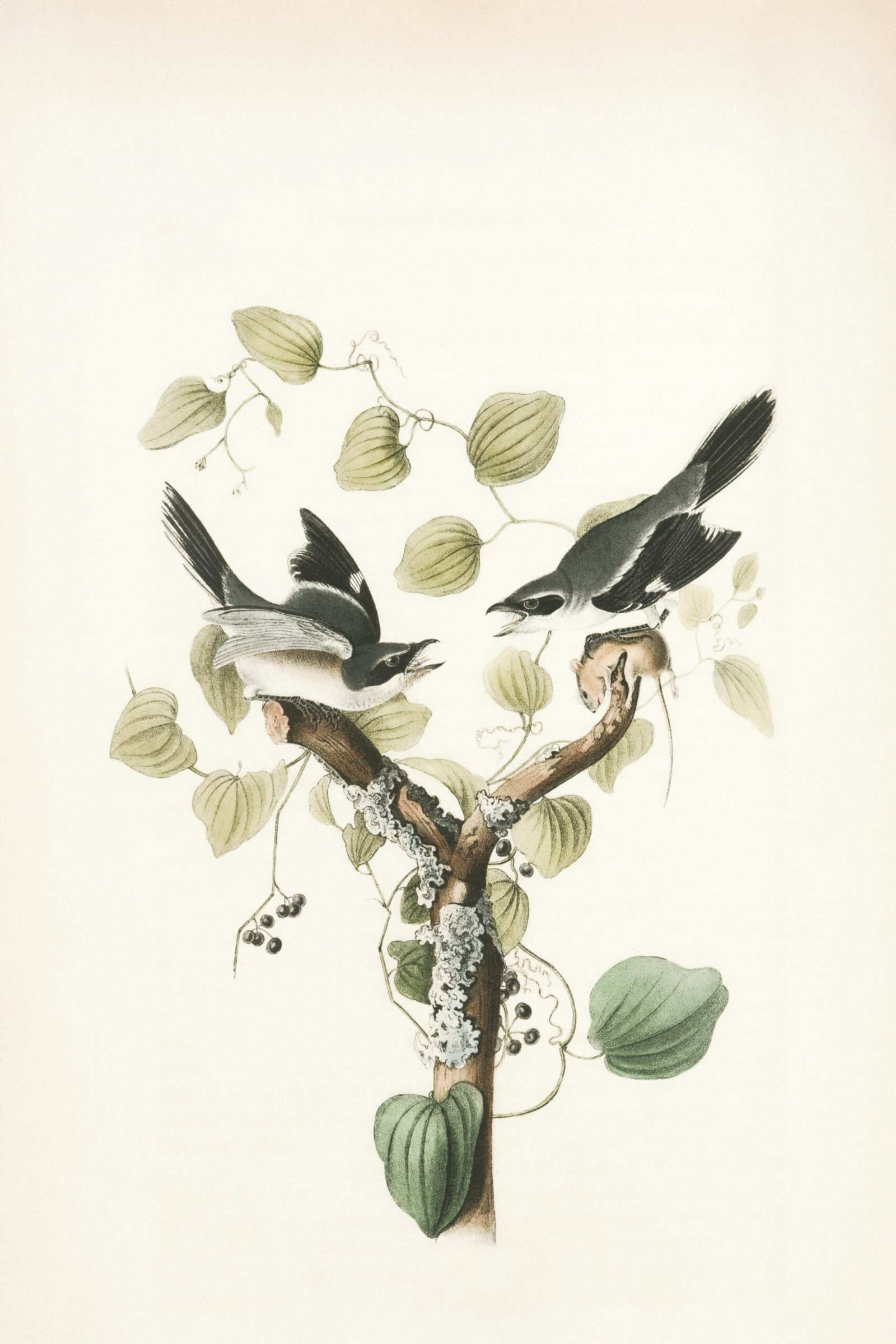 Which Country Has More Beautiful Birds: India or Pakistan?
